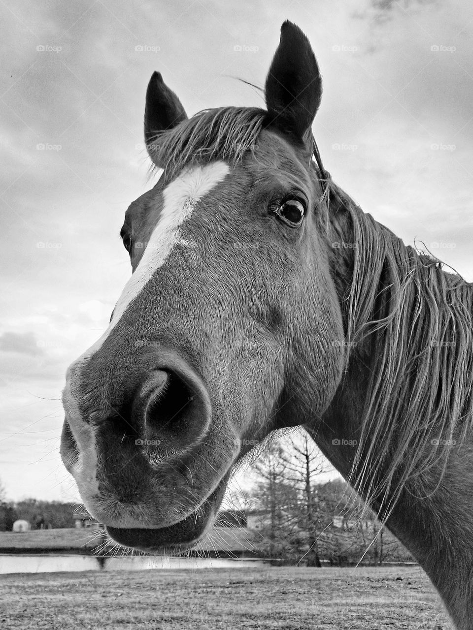 Horse with a blaze face beneath a cloud filled sky in black & white