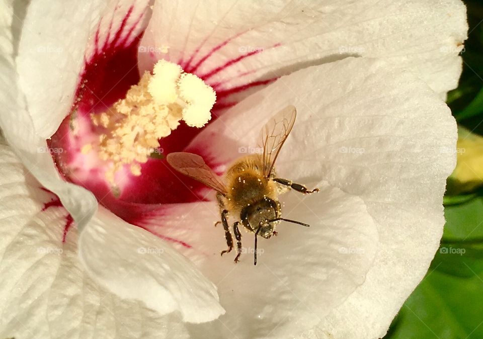 Flower, Nature, Insect, No Person, Pollen
