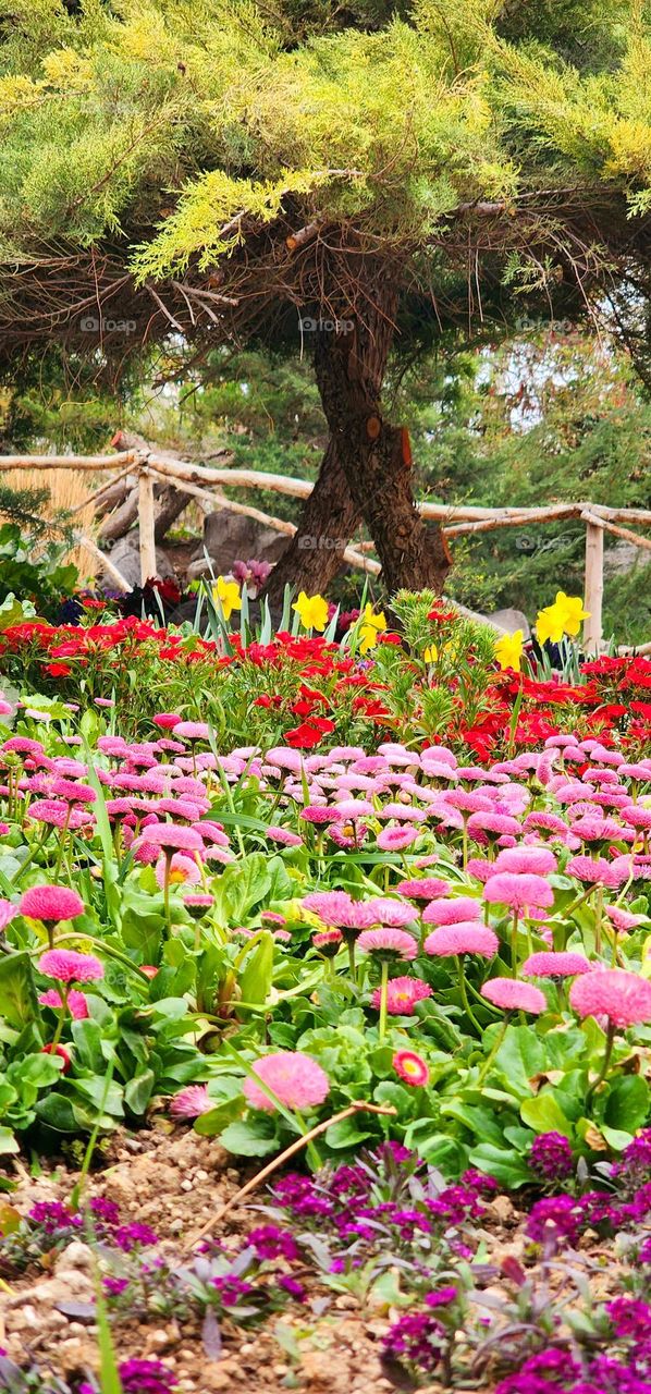 Nature's life again in spring .