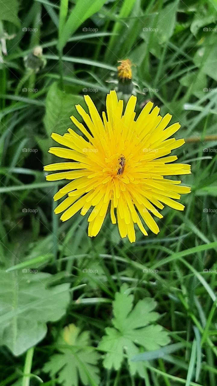 insects on yellow dandelion flower