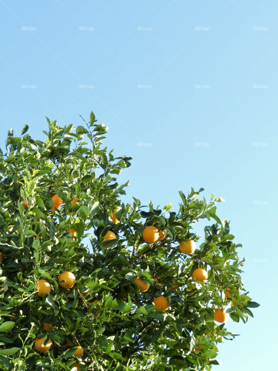 Orange Tree