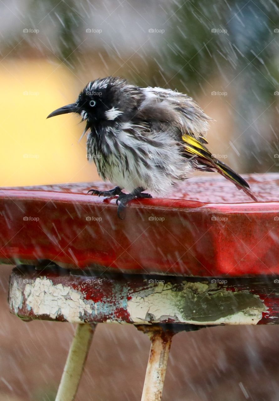 A wet and ruffled Australian Honeyeater bird perched on a bird bath and enjoying a rain shower 