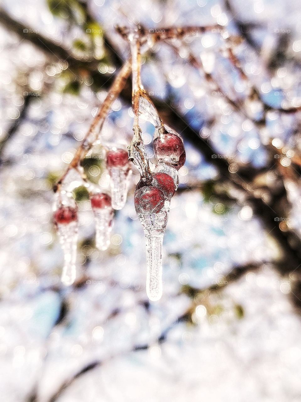 Icy Berries on a Tree