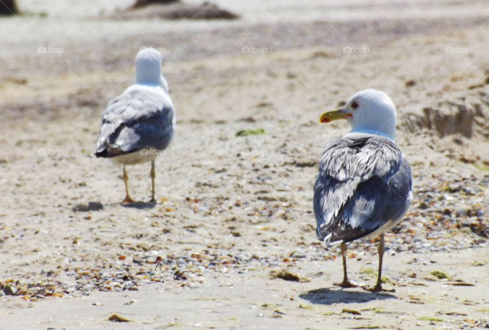 gull walking on the sandy shore