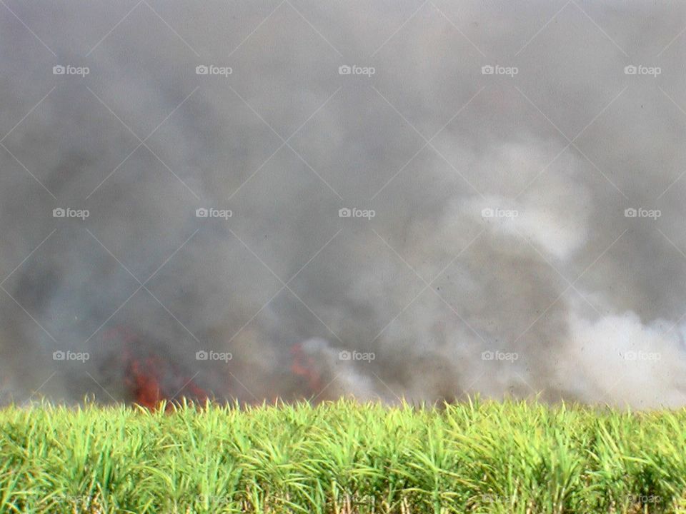 Sugarcane Burning