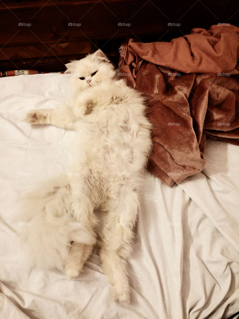 White cat relaxing on a bed