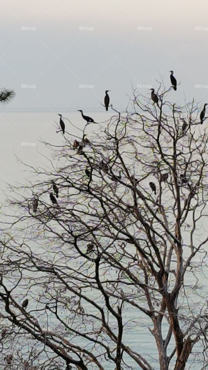 birds on the tree by the sea