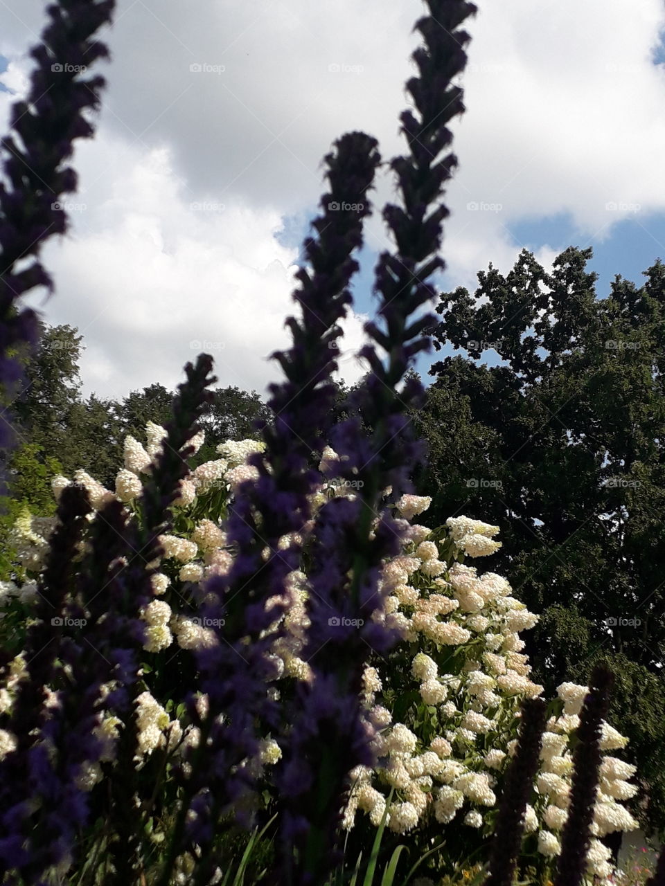 purple liatris and white hydrange