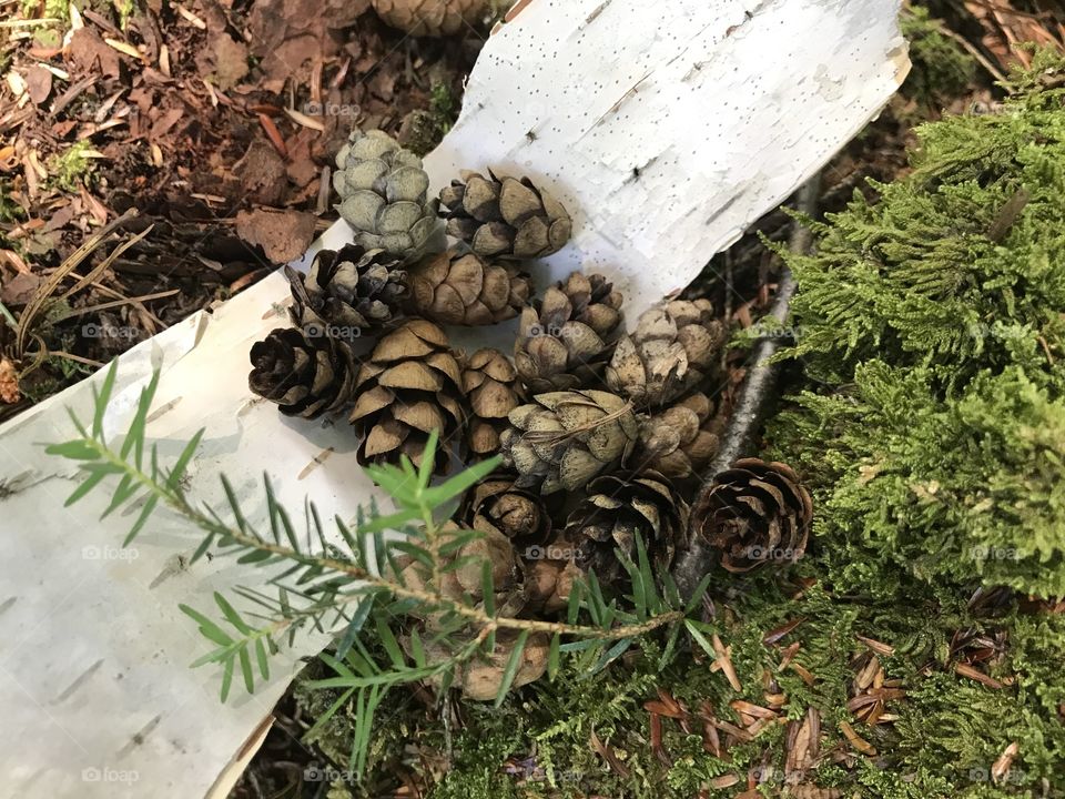 A gathering of mini pine cones, birch bark and pine branches. 