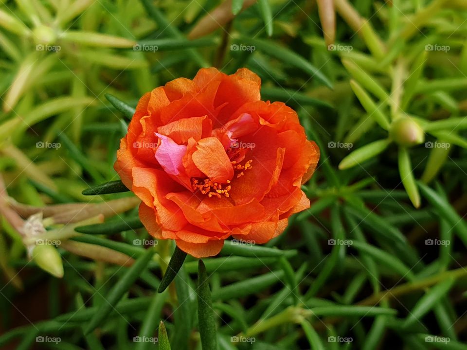 the Portulaca Grandiflora