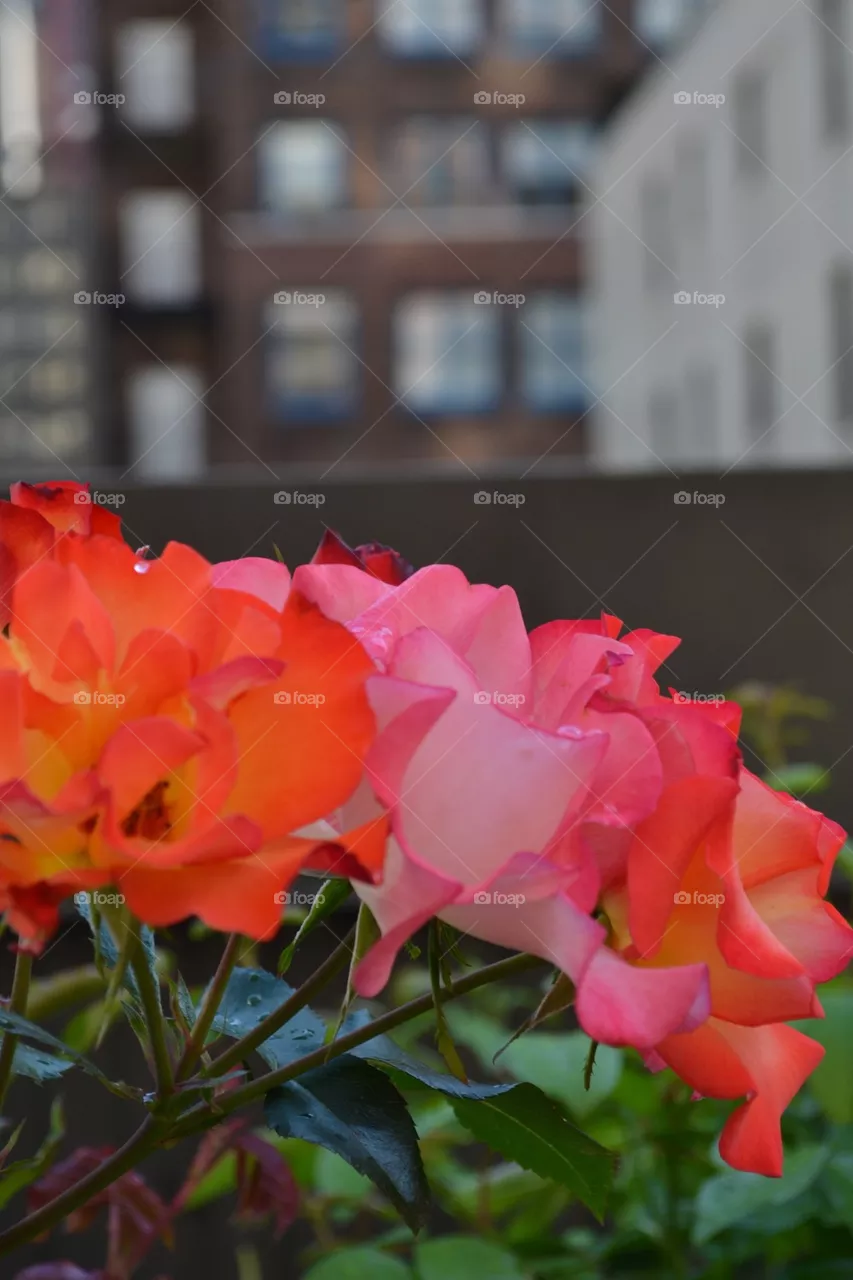 Roses