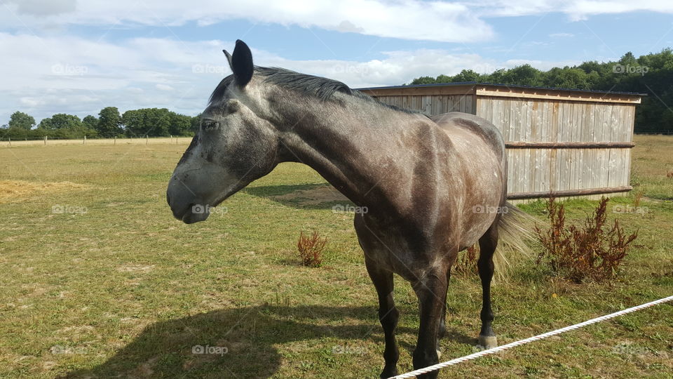 France horse