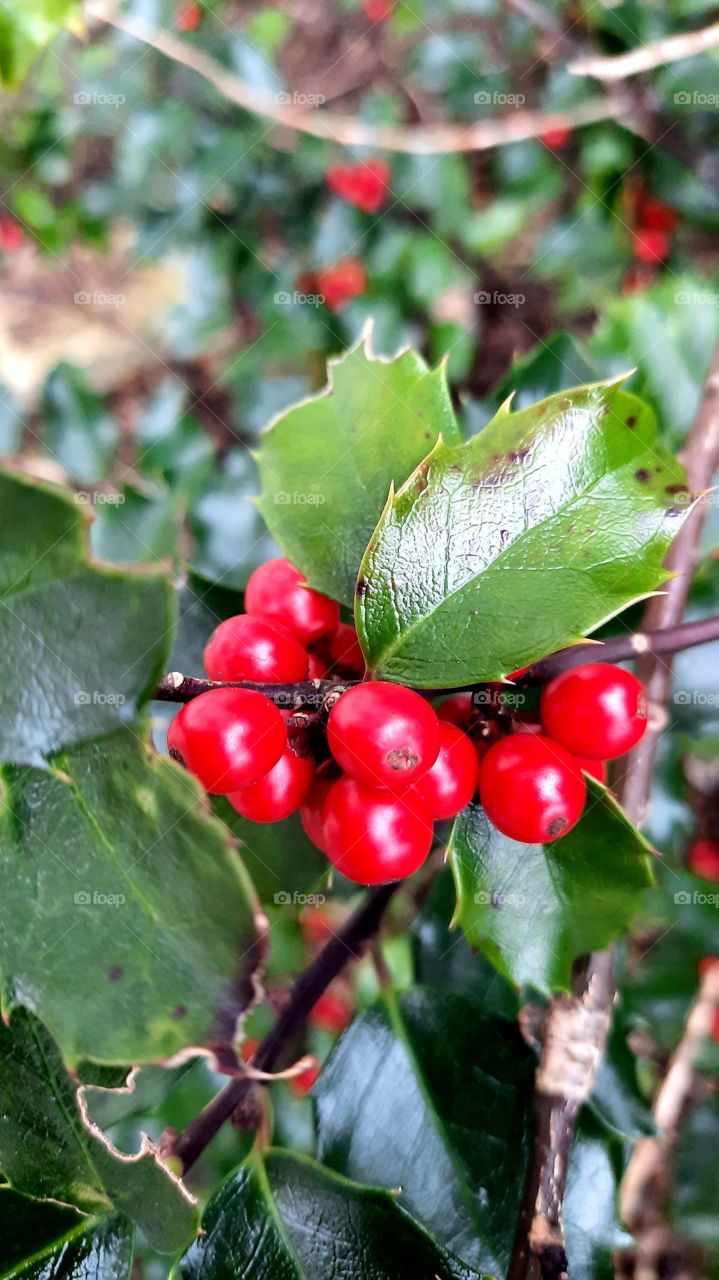 pop of color - bright red berries and glossy green leaves of holly