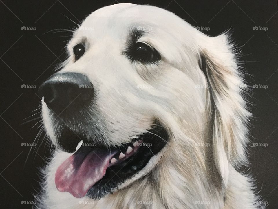 Dog, Animal, Portrait, Pet, Cute