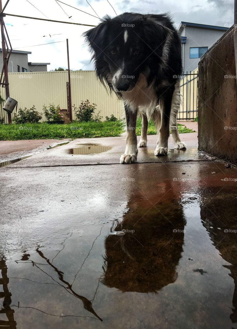 Border collie sheepdog seeing his reflection in puddle of rainwater and curious
