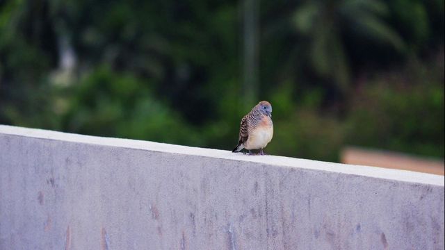 bird