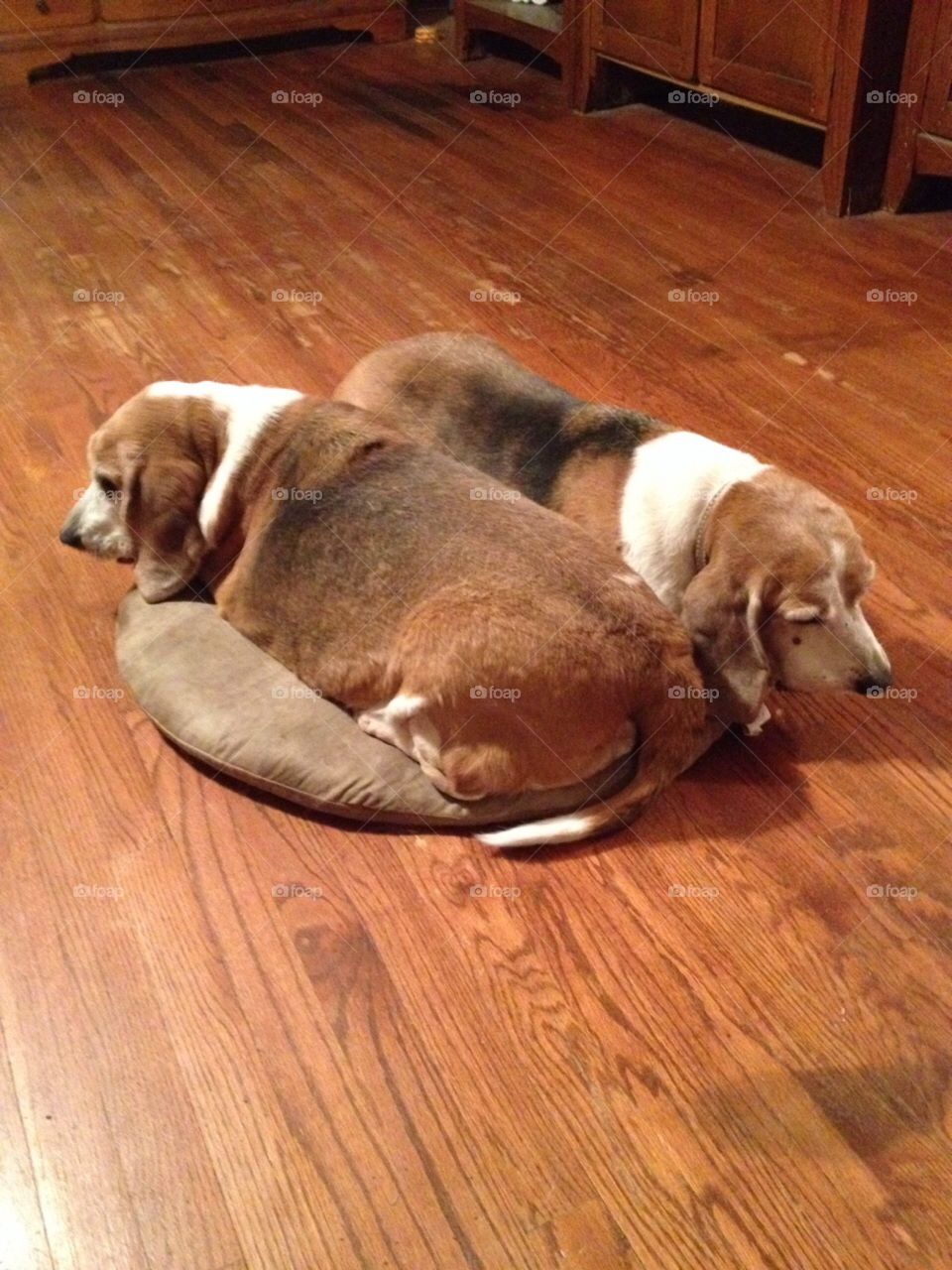 Dog loafs . Beagle/basset mix sisters 