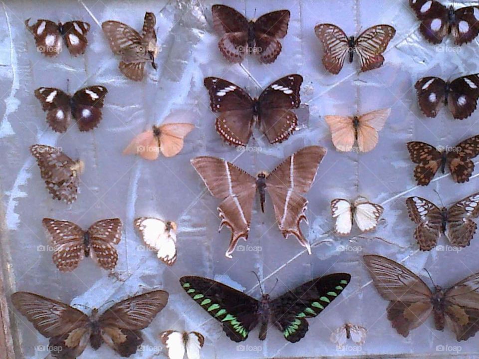 Philippine Butterflies