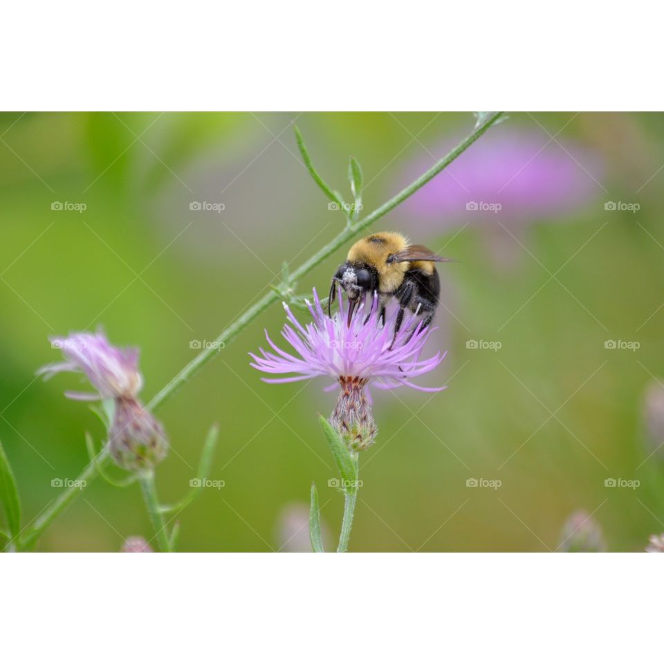 A bumble bee being enchanted by a flower