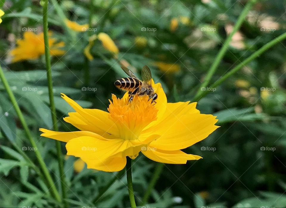 Attractive pollen makes that bee stop to try some sweet!