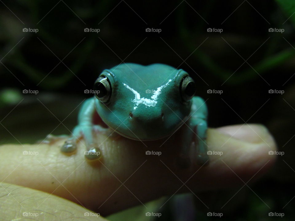 cute Frog on Finger