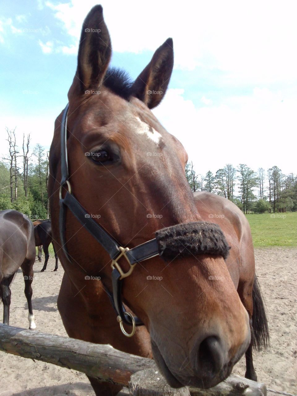 Horse. it is selfie time