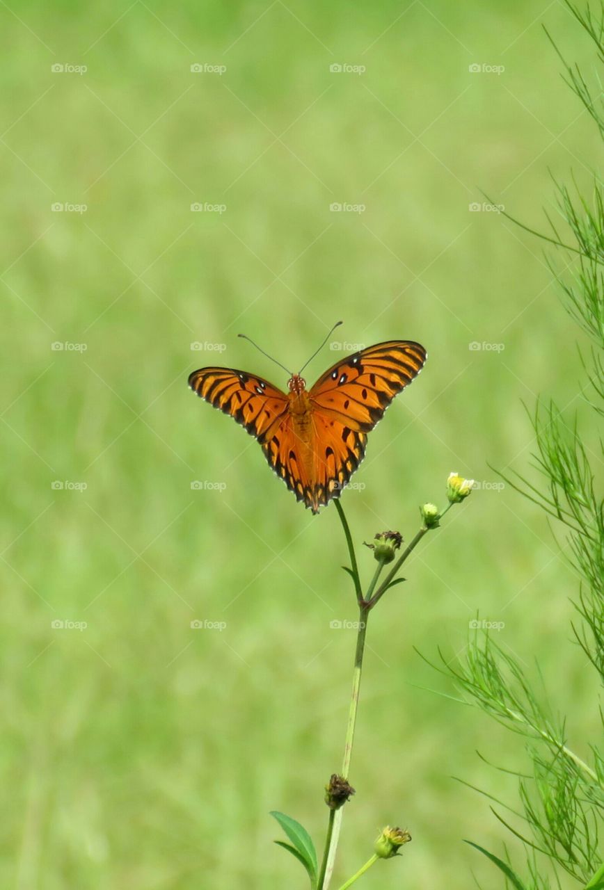 Heart shaped butterfly