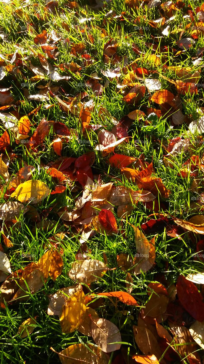 leaves in the grass