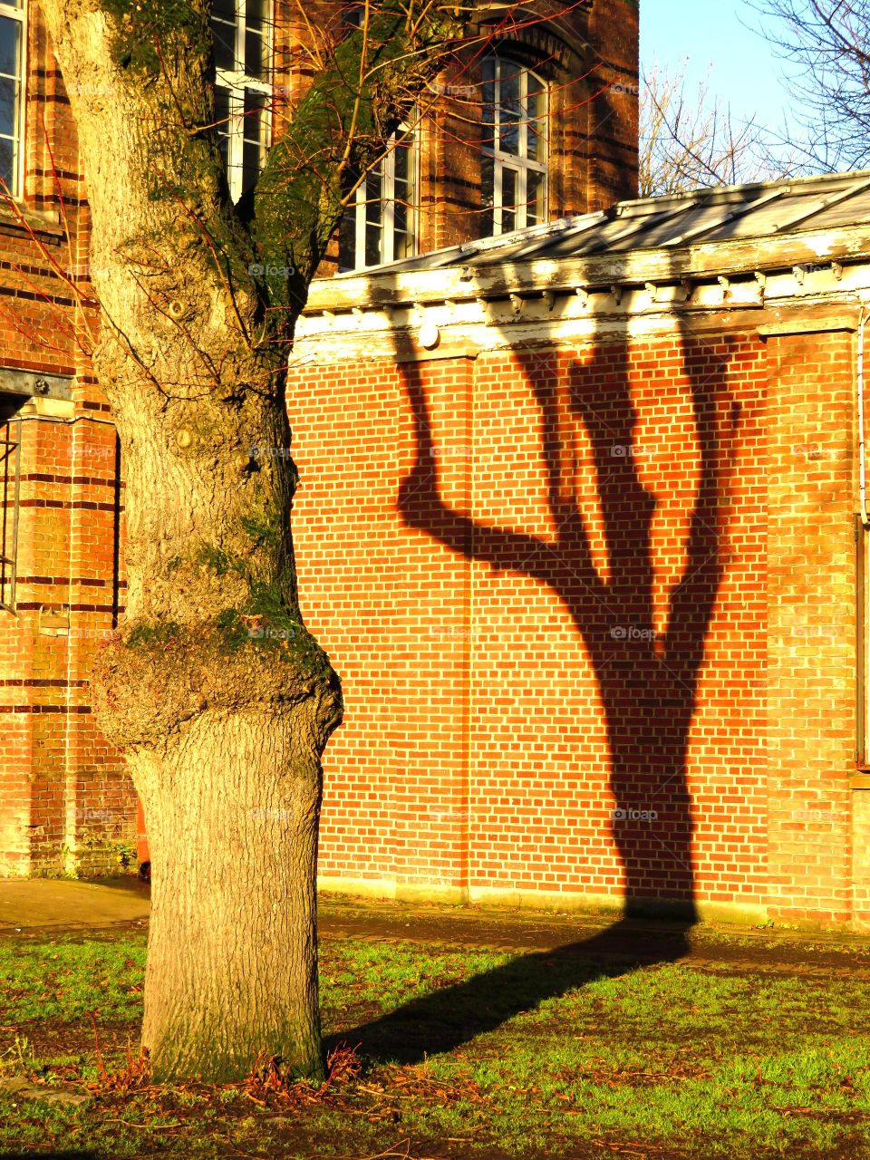 tree shadow