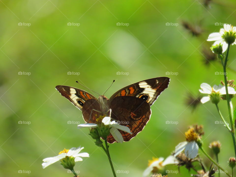 Common buckeye