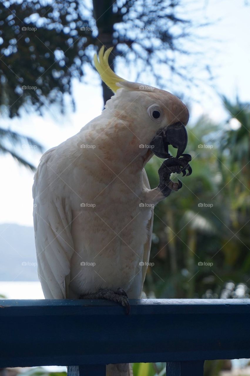 Wild cockatoo