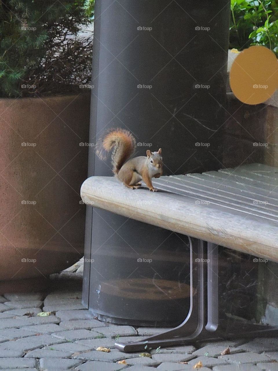 Squirrel stance
