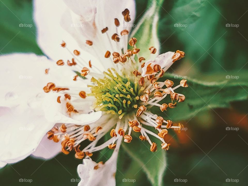 Closeup of a Blackberry flower