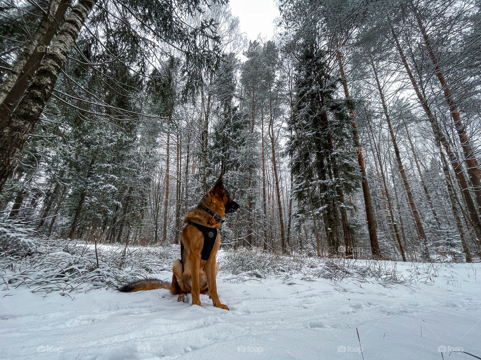 German shepherd dog in winter forest 