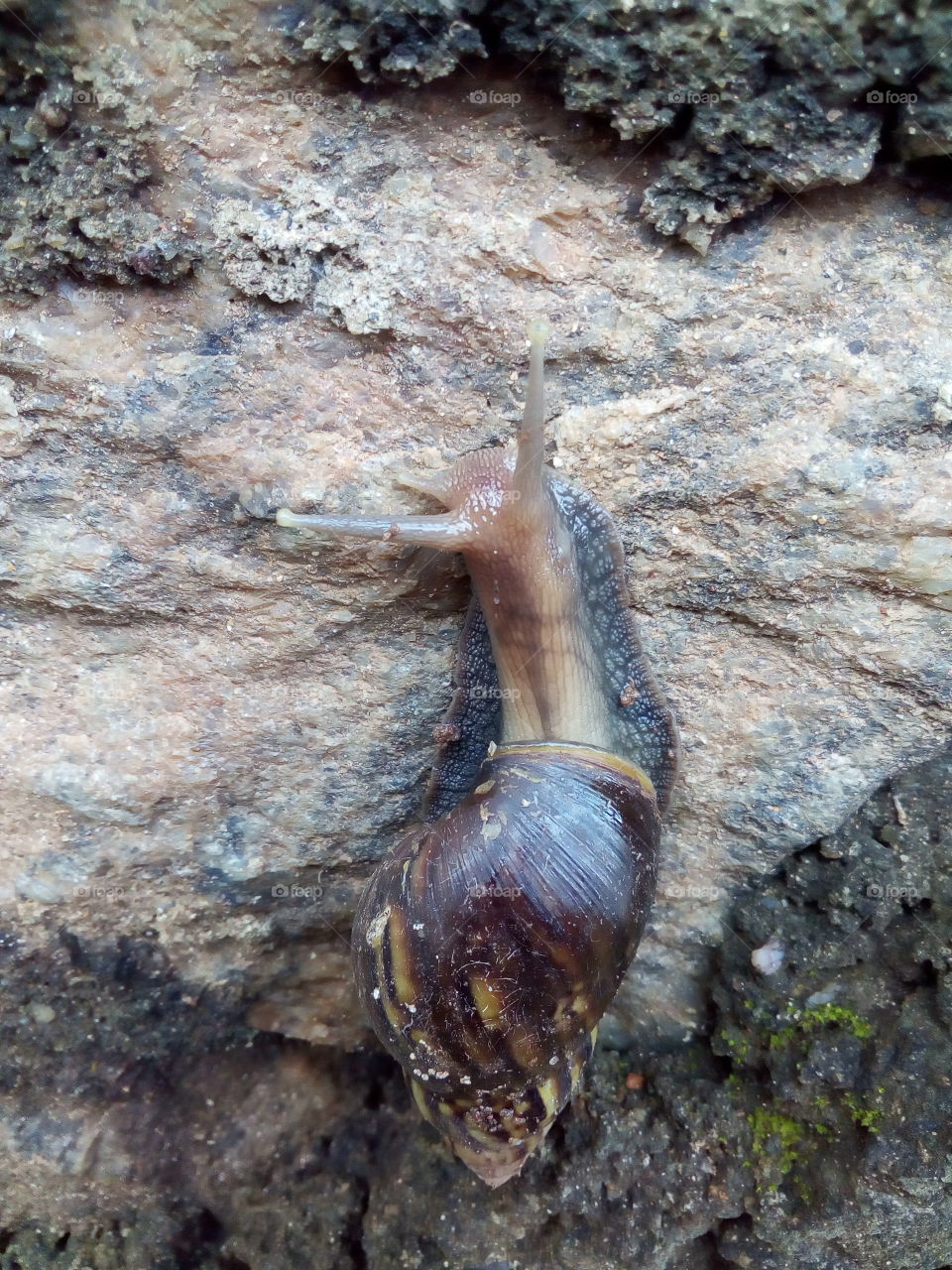 Snail 🐌 On A Stone.