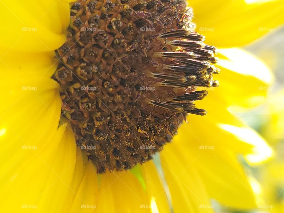 Side view of a yellow common sunflower