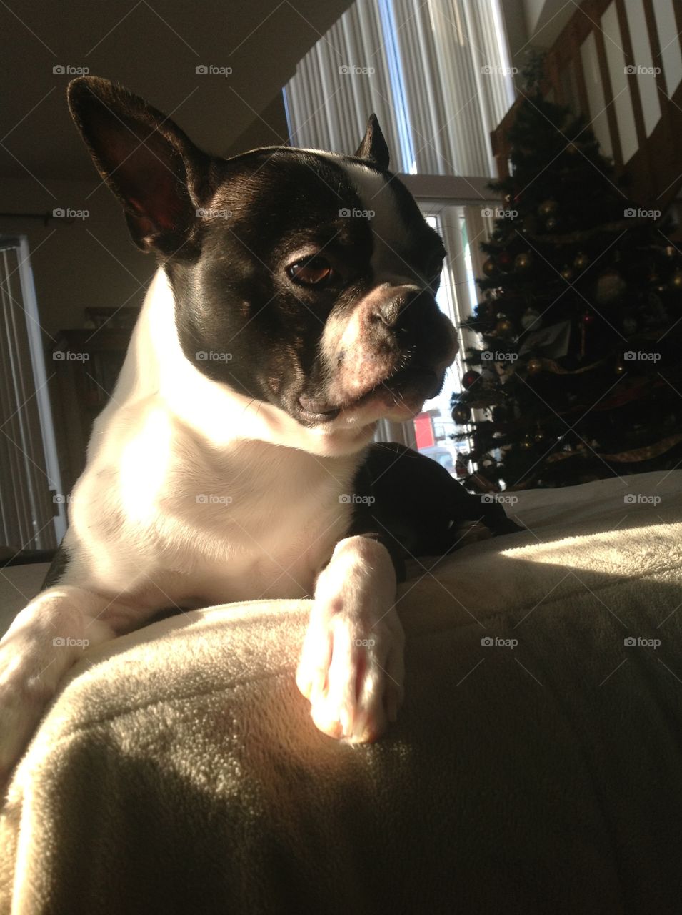 Dog taking some  sun! ☀️ 