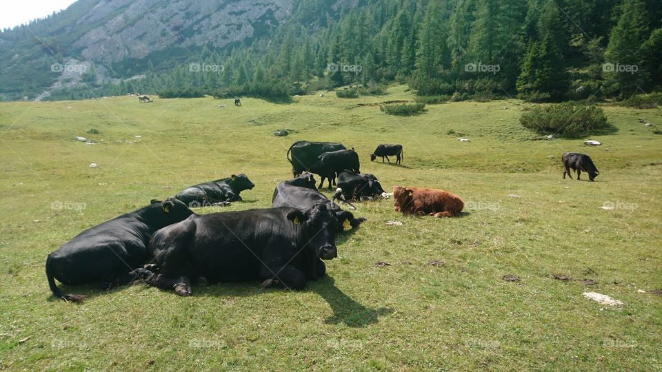 Cows in alpine pasture italy