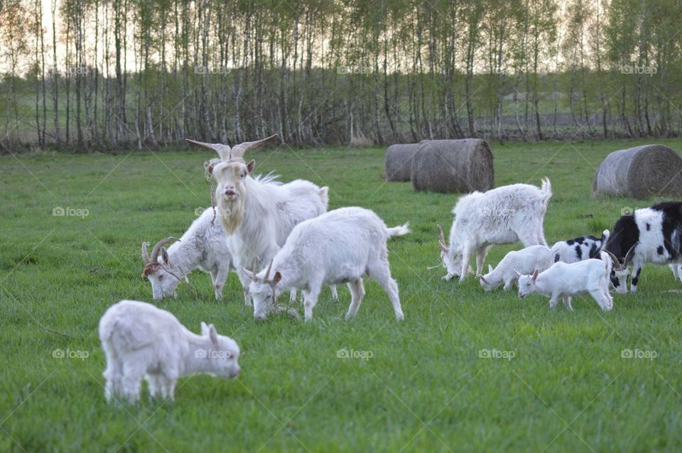 The family of goats