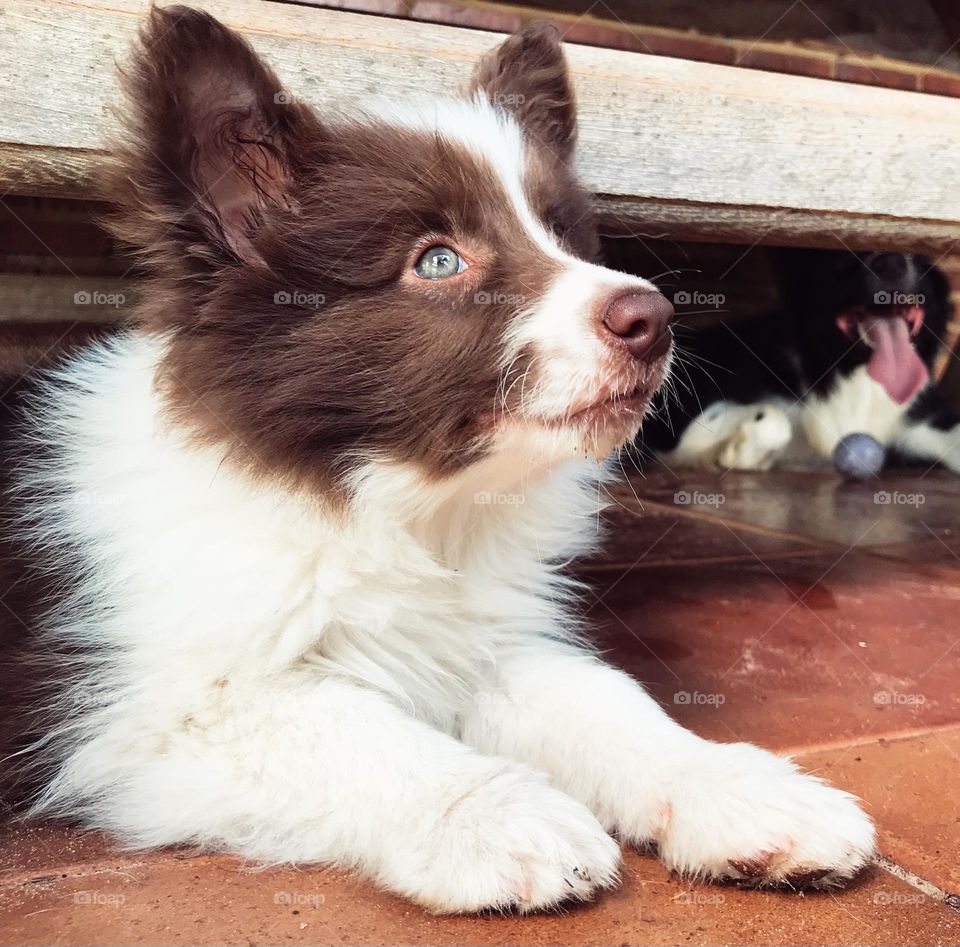 Puppy dog border collie 