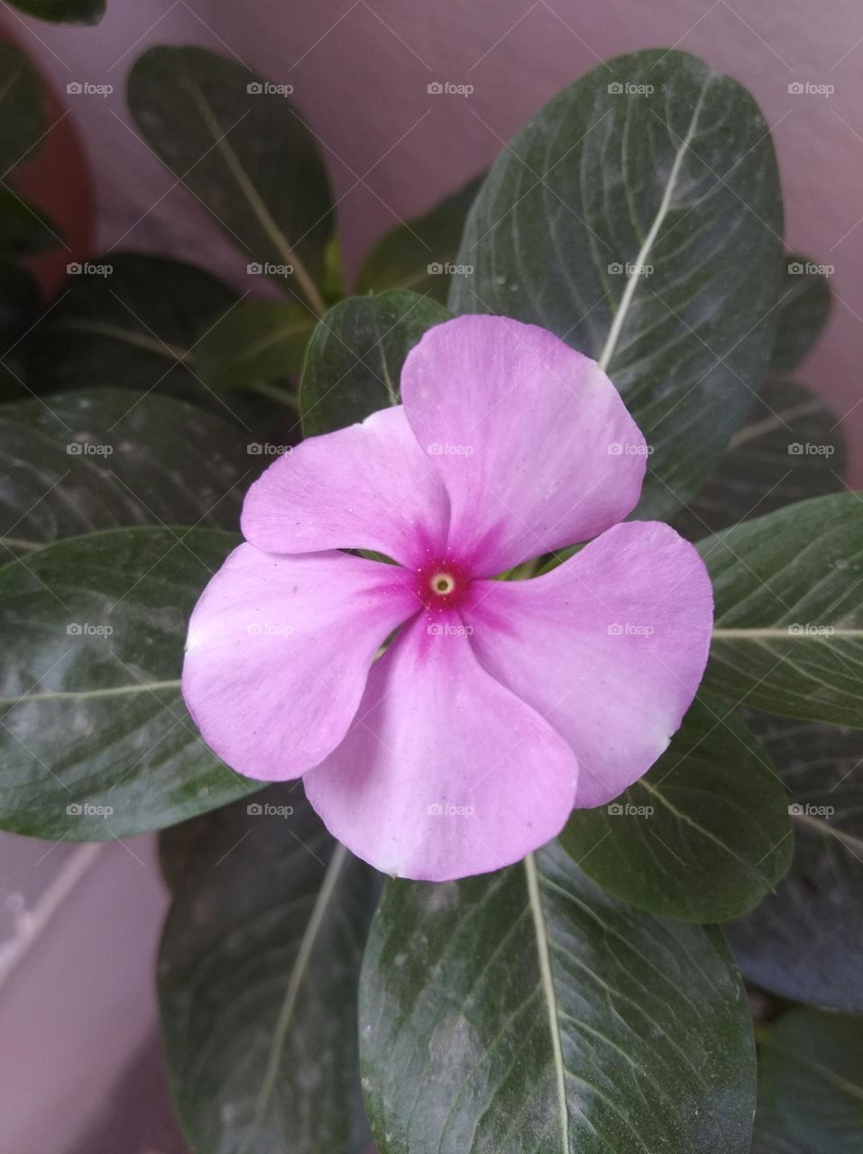 periwinkle pink flower fresh seasonal looking very beautiful generally found everywhere fresh seasonal