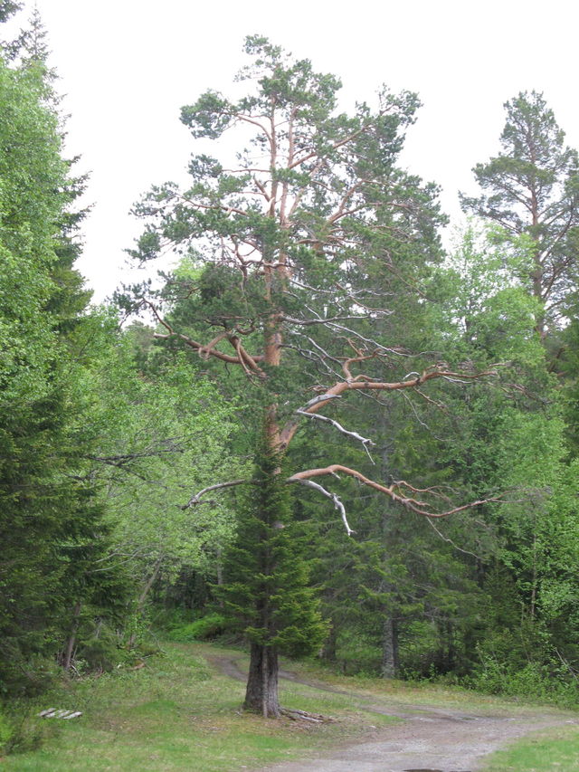 Trees