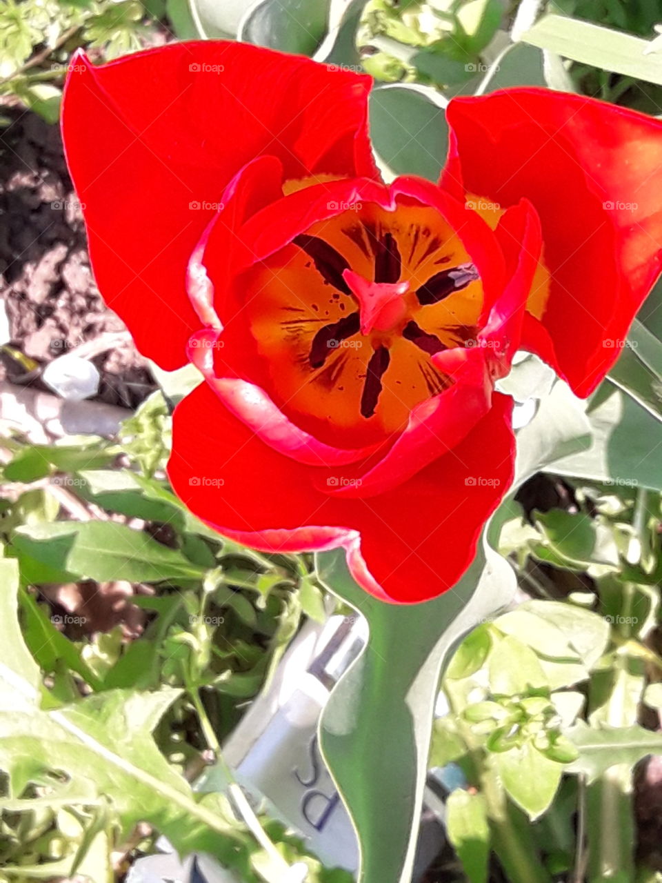 Beautiful red flowers. Tulip.