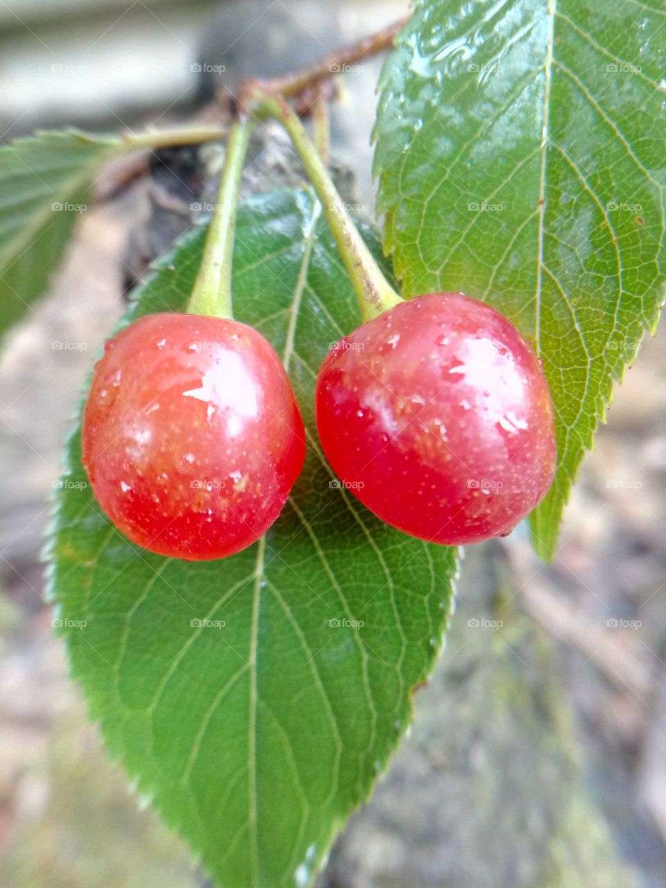 red cherry