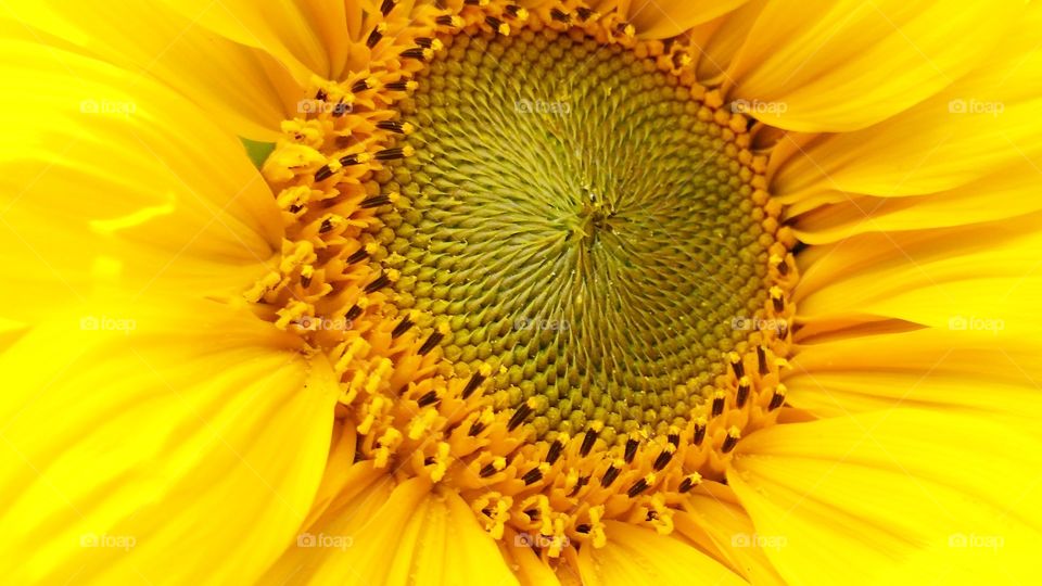 Happy Sunflowers