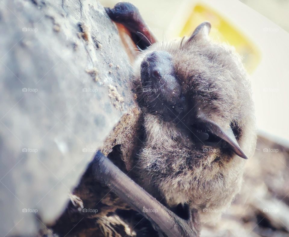 Nathusius's pipistrelle, Animal