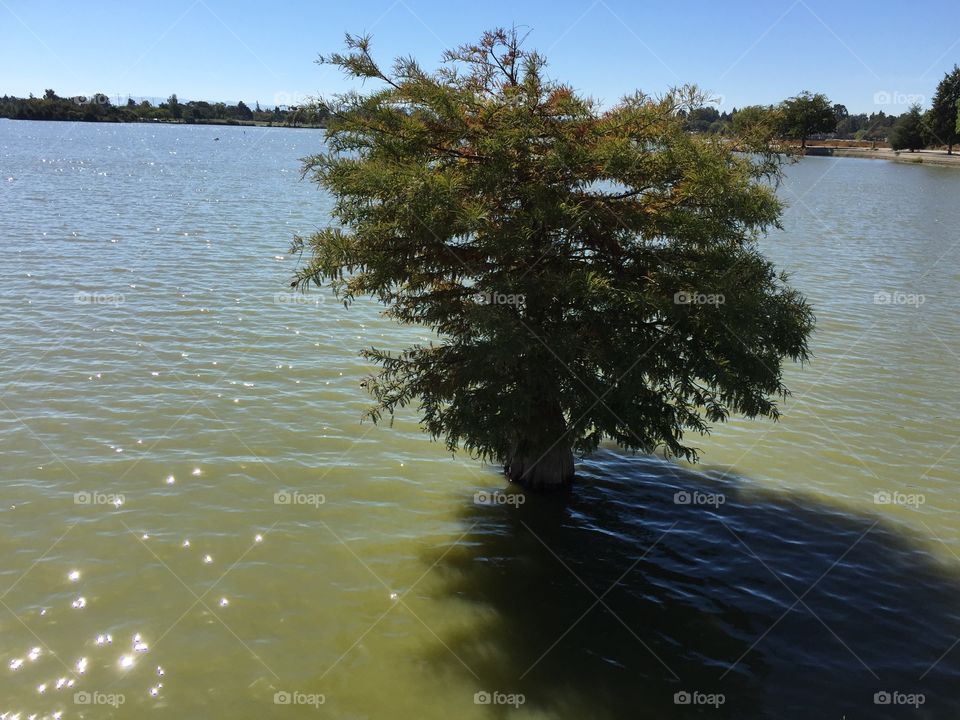 Tree in water