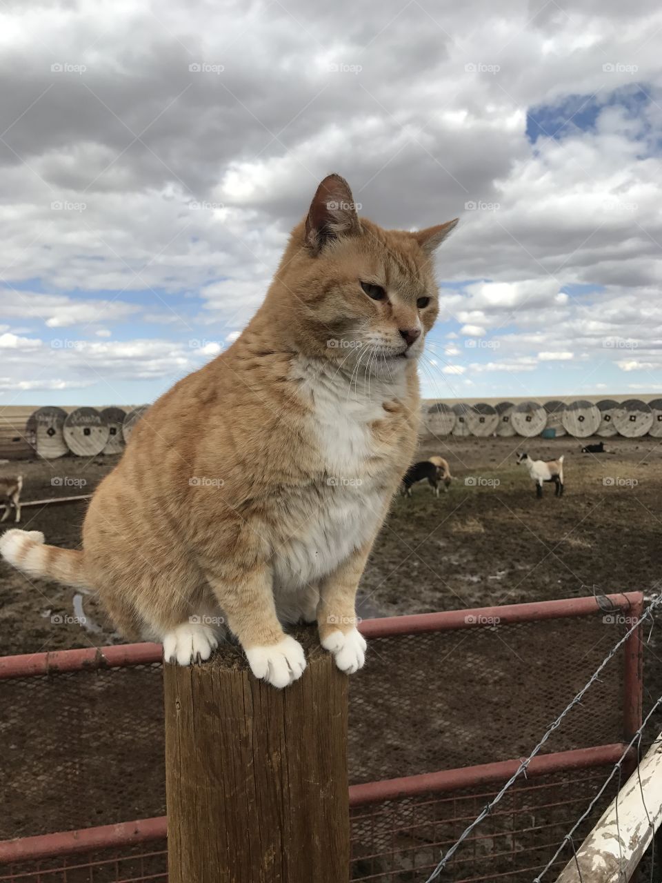 Farm cat sitting on a post