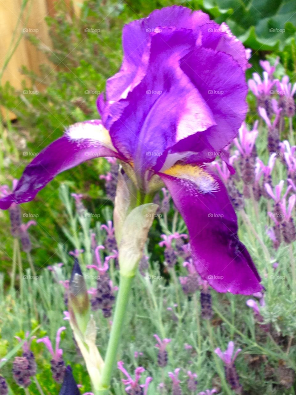 Iris. Iris