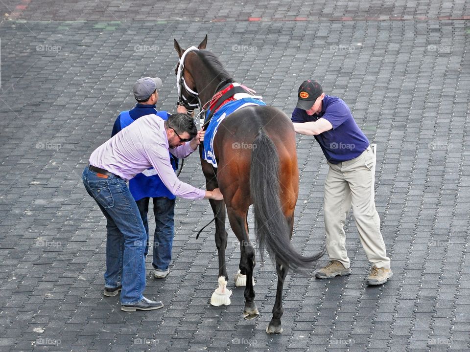 Aztec Brave. Aztec Brave the eventual winner of the 100k stake race on the turf, being saddled by the trainer and stable hands. 